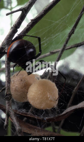 NAHANSICHT EINES ROTSCHWANZSPINNERS & EIERZÄCKE (LATRODECTUS HASSELTII) EINE GIFTIGE SPINNE, DIE IN AUSTRALIEN HEIMISCH IST. AUCH BEKANNT ALS AUSTRALISCHE SCHWARZE WITWE. Stockfoto