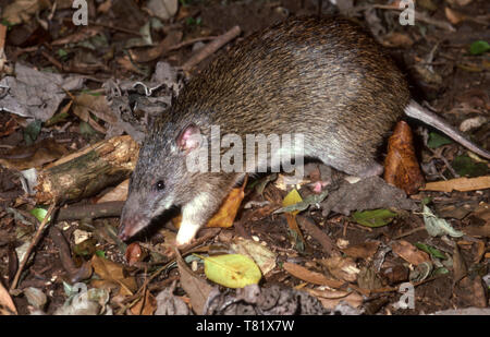 Spitzzange potoroo (Potorous tridactylus) Bunya Mountains, Great Dividing Range, südlichen Queensland. Stockfoto