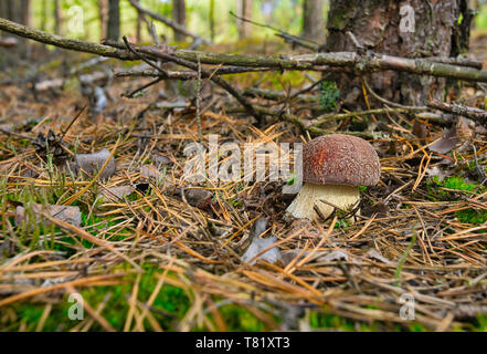 September, jung, schön Boletus edulis wächst in der Nähe der Stamm eines Baumes in einem trockenen Kiefernwald. Herbst in Polen. Blick vom Boden aus. Horizontale v Stockfoto