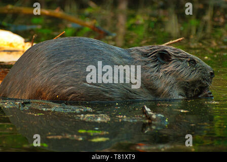 Ein Foto in der Nähe der Europäische Biber (Castor Fiber) im flachen Wasser sitzen. Klar alle Details Fell und Augen sichtbar. Polnische im Juli. Schließen horizo Stockfoto