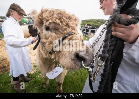 The Sodbury, Somerset, UK. 6. Mai 2019. Tausende von Land leben Enthusiasten nehmen an der North Somerset Show in The Sodbury, in der Nähe der Stadt Bristol. Stockfoto