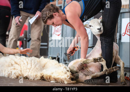 The Sodbury, Somerset, UK. 6. Mai 2019. Tausende von Land leben Enthusiasten nehmen an der North Somerset Show in The Sodbury, in der Nähe der Stadt Bristol. Stockfoto