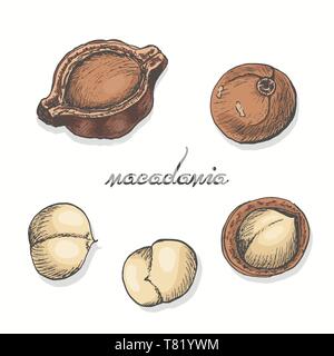 Isolierte macadamia auf einem weißen Hintergrund. Vector Illustration für Ihr Design Stock Vektor