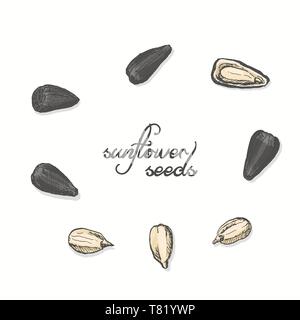 Isolierte Sonnenblumenkerne auf einem weißen Hintergrund. Vector Illustration für Ihr Design Stock Vektor