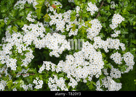 Common Hawthorn Tree (Rosa moschata), aka Quickthorn, Thornapple, Mai - Baum, Weißdorn, Hawberry im Frühjahr (Mai) in West Sussex, UK. Stockfoto