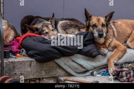 3 Hunde liegen schlafen und dösen vor der Tür. Die gehören zu einem Obdachlosen und warten geduldig durch seine Besitztümer, während er weg ist. Stockfoto