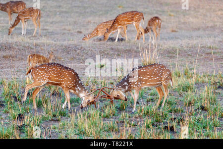 Rotwild oder Chital (Achse) Hirsche in der Brutzeit kämpfen beschmutzt, satpura Tiger Reserve (satpura National Park), Madhya Pradesh, Indien Stockfoto