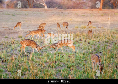 Rotwild oder Chital (Achse) Hirsche in der Brutzeit kämpfen beschmutzt, satpura Tiger Reserve (satpura National Park), Madhya Pradesh, Indien Stockfoto