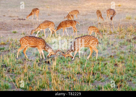 Rotwild oder Chital (Achse) Hirsche in der Brutzeit kämpfen beschmutzt, satpura Tiger Reserve (satpura National Park), Madhya Pradesh, Indien Stockfoto