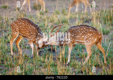 Rotwild oder Chital (Achse) Hirsche in der Brutzeit kämpfen beschmutzt, satpura Tiger Reserve (satpura National Park), Madhya Pradesh, Indien Stockfoto