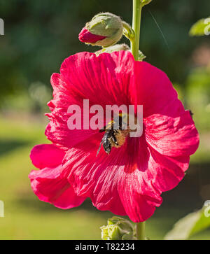 Close-up Detail eines red Hibiscus rosa sinensis Blütenblätter und Stigmatisierung in Garten mit bumble bee Stockfoto