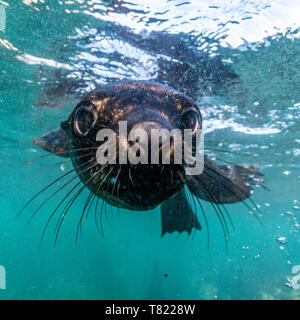 Verspielte Cape fur SEAL Pup schließen Portrait in Hout Bay Südafrika Stockfoto