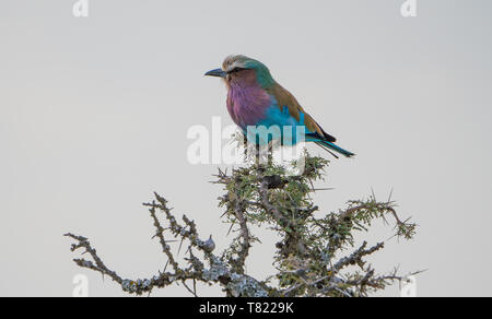 Schöne lilac breasted Roller sitzen auf Tree Top in Masai Mara Stockfoto