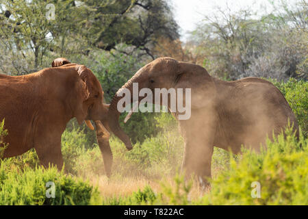 Verschiedene farbige Elefanten kämpfen in samburu Kenia Stockfoto