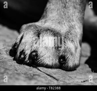 Dog paw B/W Stockfoto