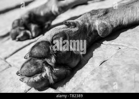 Dog paw Detail B/W Stockfoto