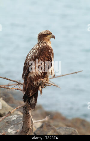 Weißkopfseeadler Mai 20th, 2014 Homer Spit, Homer Alaska Canon 70 D, 400 5.6L Stockfoto