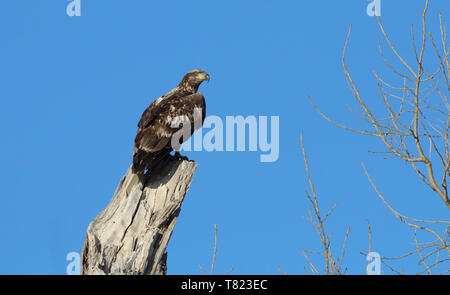 Weißkopfseeadler März 22nd, 2019 Splitrock Creek in Minnehaha County, South Dakota Stockfoto