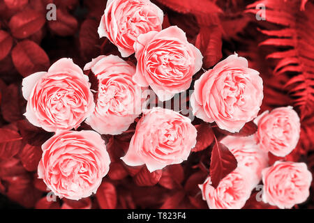 Rosa Rosen im Garten. Sommer floralen Bouquet. Im Garten arbeiten. Blumen. Makro. Ansicht von oben Stockfoto