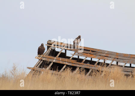 Golden Eagle Januar 9th, 2019 in der Nähe von Presho, South Dakota Stockfoto