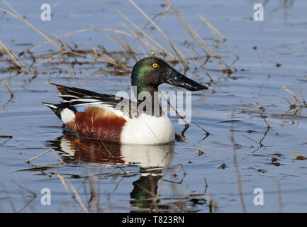 Northern Shoveler April 28th, 2019 Fort Pierre nationalen Grasland, South Dakota Stockfoto