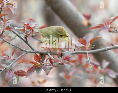 Orange - gekrönte Warbler Mai 7th, 2019 Unser Haus in Brandon, SD Stockfoto