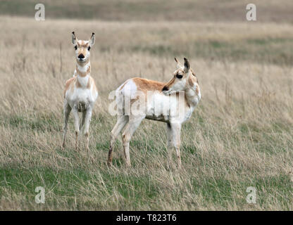 Pronghorn April 27th, 2019 Fort Pierre nationalen Grasland, South Dakota Stockfoto