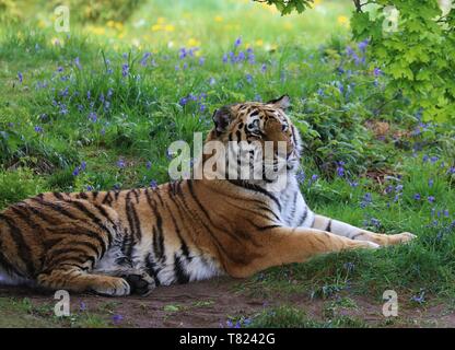 Tiger, Yorkshire Wildlife Park Stockfoto