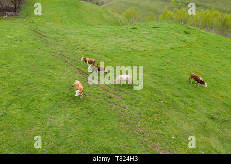 Antenne top-down-drohne Foto von Weide mit Kühen, Rindern grasen Gras Stockfoto