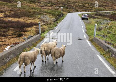 Schafe über die Straße in der Tundra biome Landschaft in Norwegen. Berglandschaft im regnerischen Wetter Aurlandsfjellet. Stockfoto