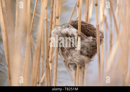 Eurasischen Reed Warbler reed Nest in einem Bett. Stockfoto