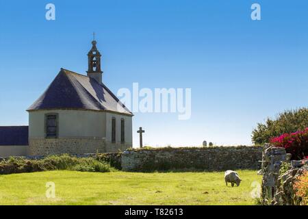 Frankreich, Finistere, Ponant Inseln, der Regionale Naturpark Armorica, Iroise, Ouessant Insel, Biosphärenreservat (UNESCO), Schafe, die von der Kapelle von Bonne Espérance, Kerber Dorf Stockfoto