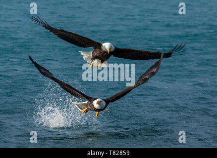 Adler fliegen und Fischen in der Nähe von Homer, Alaska Stockfoto