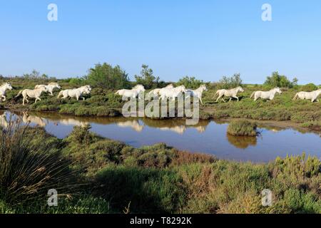 Frankreich, Bouches-du-Rhone, Regionaler Naturpark der Camargue, Arles, Salin de Giraud, Domaine de La Palissade Stockfoto