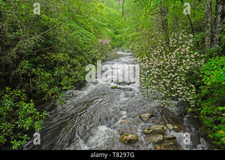 Frühjahr Hochwasser in einem noland Creek in der Great Smoky Mountains in North Carolina Stockfoto