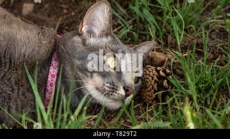 Inländische kurze Haare Katze Colorado, USA Stockfoto
