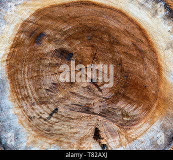 Close-up Holz Holz stumpf Rundschreiben texturiert Stockfoto