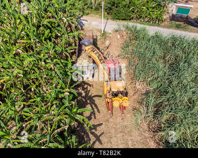 Feldhäcksler Erntetechnik Zuckerrohr Zuckerrohr sind in den Lkw in der Plantage Stockfoto