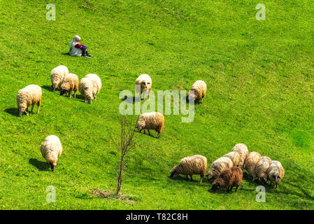 Alte Frau auf dem Boden ruht während Schafe auf der grünen Wiese Stockfoto