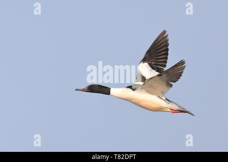 Gemeinsame Merganser fliegen Stockfoto