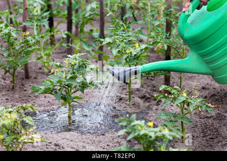 Ein Bauer mit einem Kunststoff Gießkanne, Hände Bewässerung ein sämling Tomaten im Garten Stockfoto
