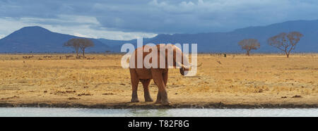 Berühmten roten Elefanten in der Nähe des Kilimanjaro Mountain im Tsavo - Kenia Ostafrika Stockfoto