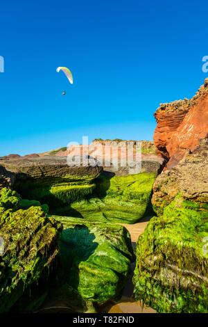 Portugal, Algarve, Süd-west Alentejano und Costa Vicentina, Carrapateira auf der Rota Vicentina Wanderweg, Bordeira Strand, Felsen, bedeckt mit Moos Stockfoto