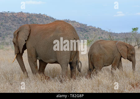 Afrikanischen Busch Elefanten (Loxodonta africana), Mutter und Baby Elefant, Rücken an Rücken, Fütterung auf trockenem Gras, Krüger Nationalpark, Südafrika, Afrika Stockfoto