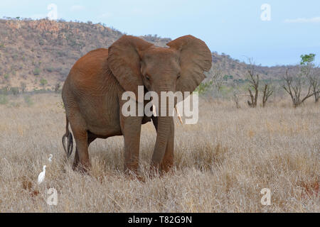 Afrikanischen Busch Elefant (Loxodonta africana) Kuh Fütterung auf trockenes Gras, zwei Reiher (Bubulcus ibis) stand an seiner Seite und Krüger NP, Südafrika Stockfoto