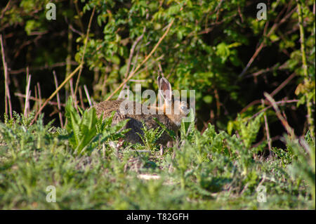 Europäische wild Hase (lepus cuniculus) im Süden von England. Kaninchen in den Wald. Close-up. Stockfoto