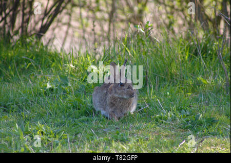 Wilde Hasen (lepus cuniculus) im Gras sitzen. Tierwelt im Süden von England. Stockfoto