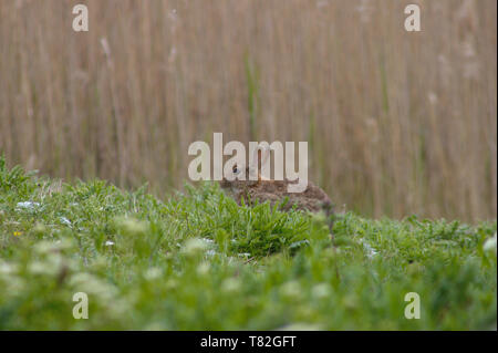 Europäische wild Hase (lepus cuniculus) sitzen im hohen Gras auf einer Wiese im Süden von England. Selektive konzentrieren. Stockfoto