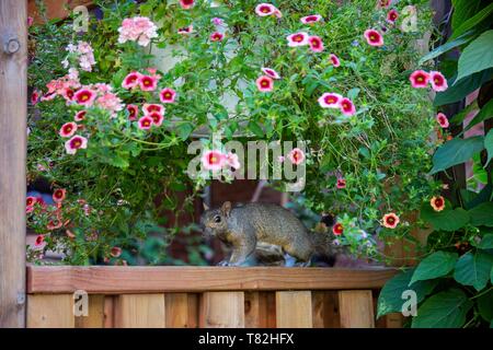 Kanada, Quebec, Montreal, Plateau-Mont-Royal, Umgebung von Saint-Louis, Green Lane, graue Eichhörnchen Stockfoto