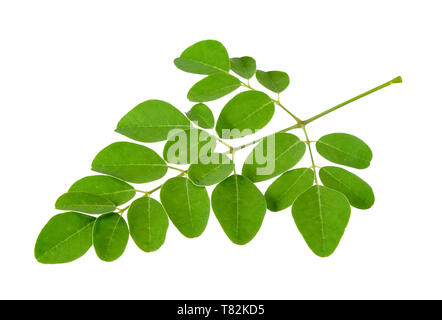 Moringa oleifera Leaf auf weißem Freistellungspfad isoliert Stockfoto